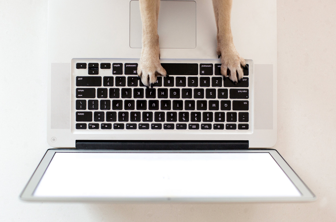 Raising a Puppy While Working Full-Time: Can You Make It Work?
