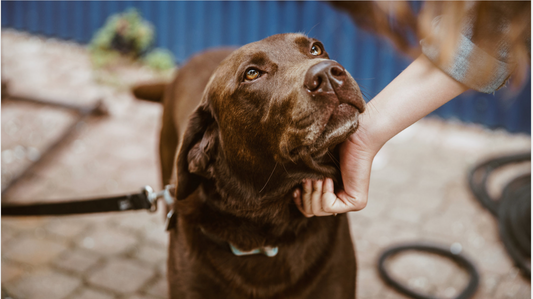 Support Your Fearful Pet: Speak Up & Build Trust | Minet Pet Co