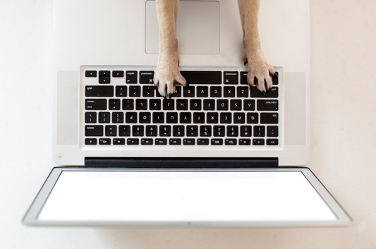Raising a Puppy While Working Full-Time: Can You Make It Work?
