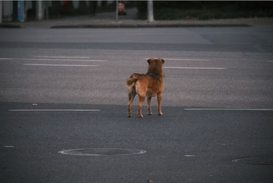 Summer Plans, Forever Friends: What to Do When You Can't Bring Your Dog on Vacation