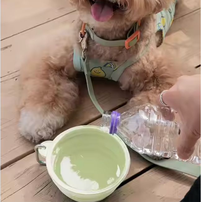 Foldable Pet Bowl
